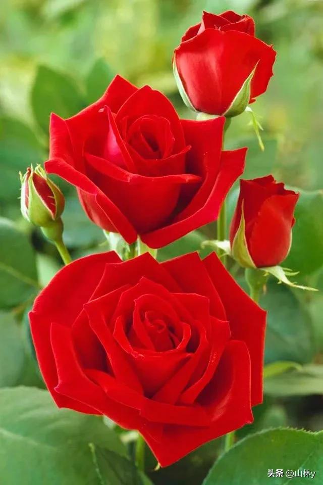 分享玫瑰花的图片,最美的玫瑰花送给最漂亮的你图片