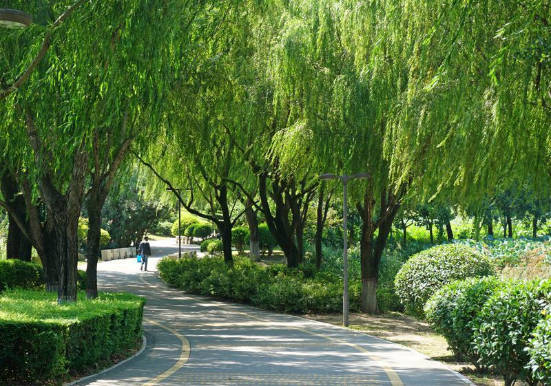 秋天的宛山荡湿地公园,秋天中河湿地公园