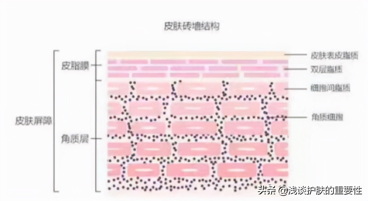 角质层薄又有黑色素要怎么修复,角质层薄脸红血丝脸干