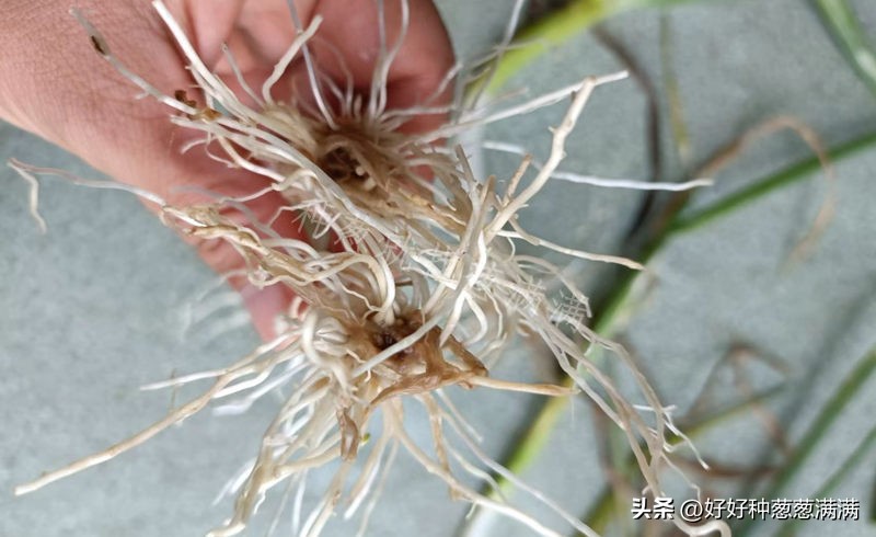 大葱为什么越来越难种,大葱移栽重茬种不种