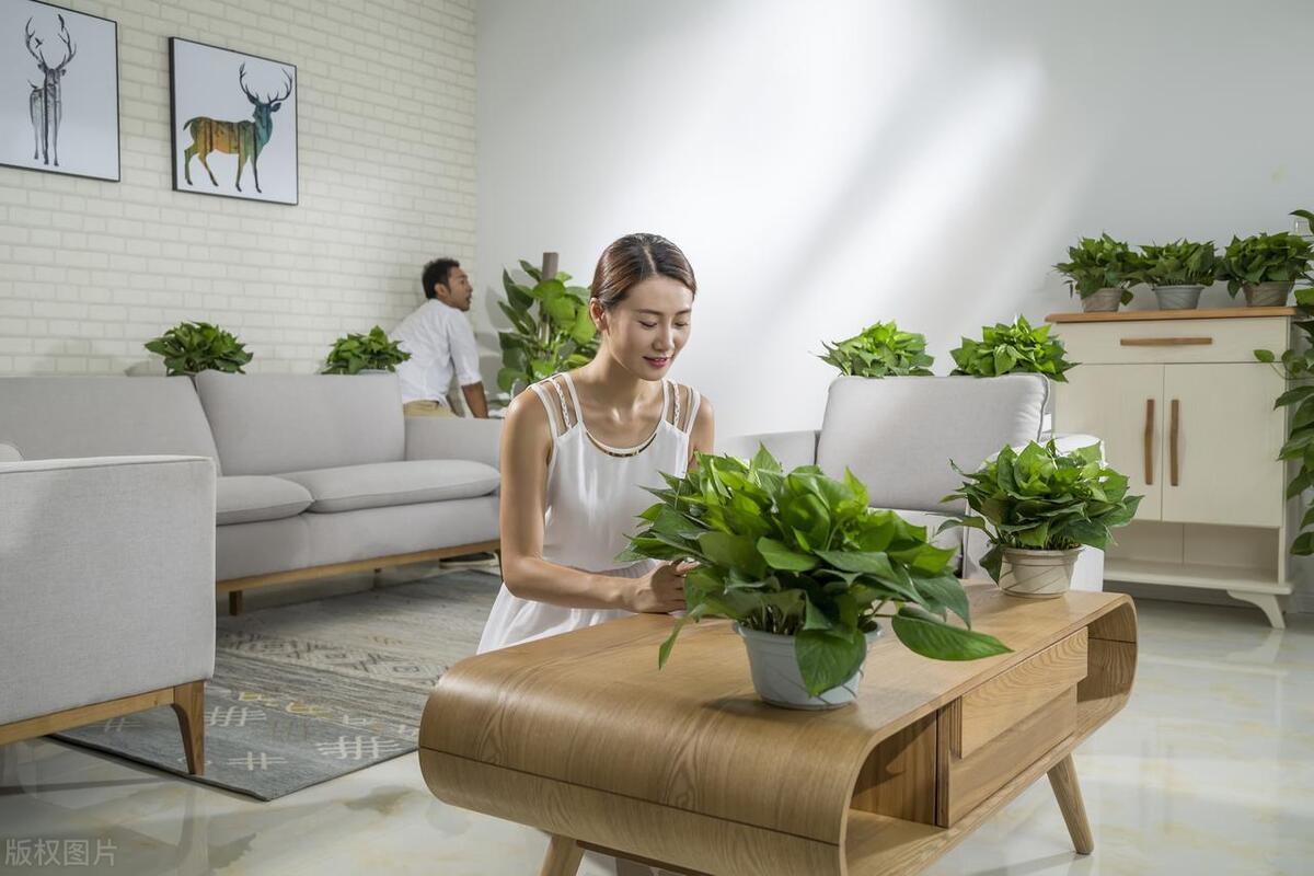 净化空气的花有哪些,净化空气盆栽花有哪些