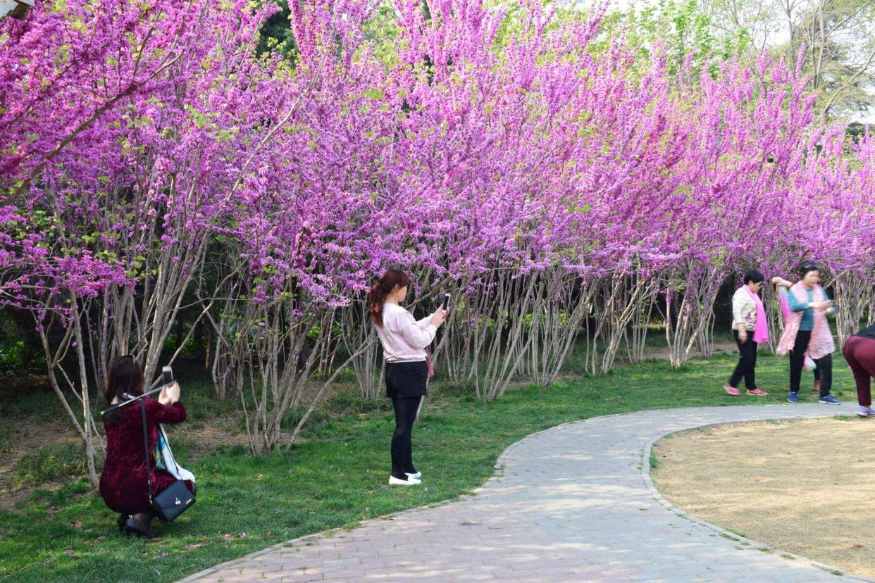 郑州经开区赏花胜地,三月郑州附近有什么赏花的