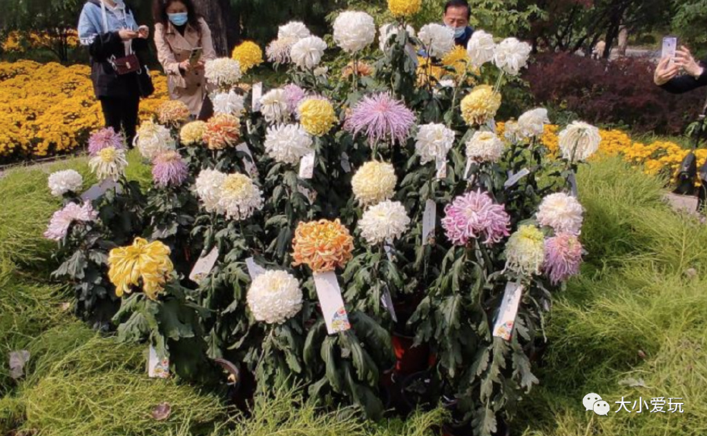 北京赏秋打卡地银杏大道,北京10条最值得打卡赏红叶线路