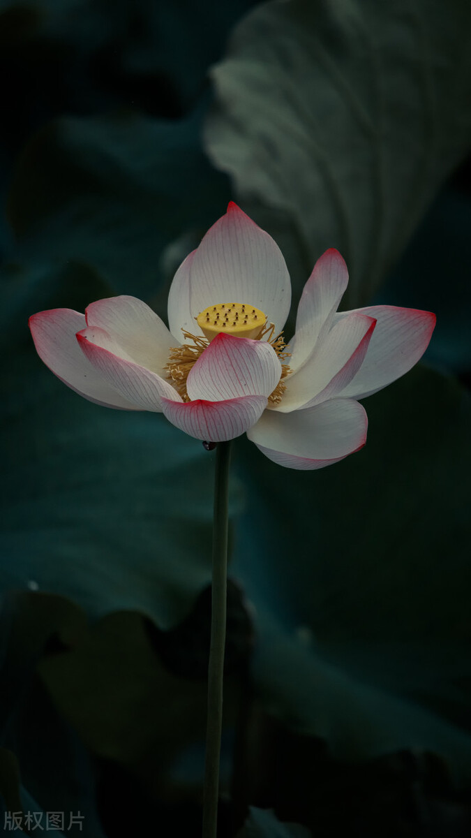 荷花图片禅意荷花,最美意境荷花图片大全