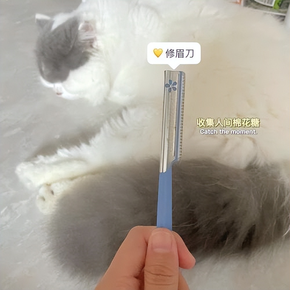 猫拉屎粘底怎么办,猫拉屎粘在尾巴上怎么清理