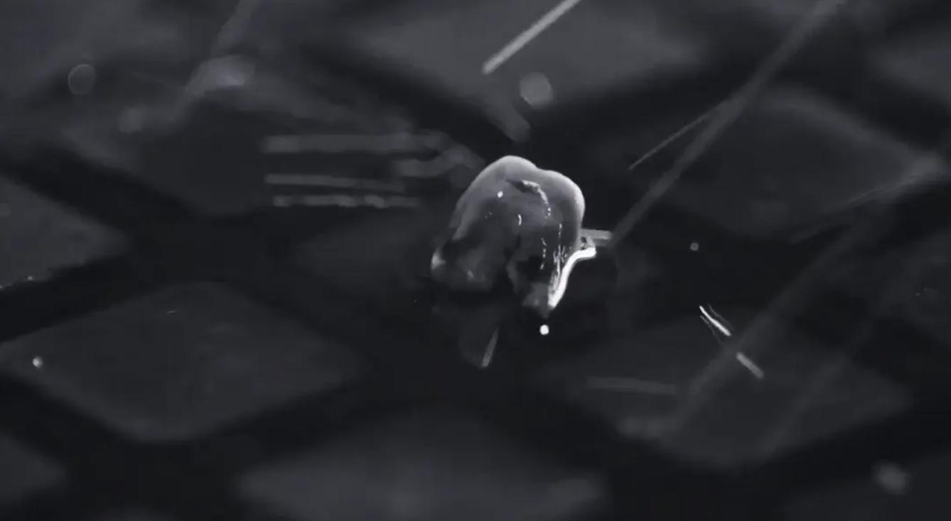 智齿港片,智齿港片电影