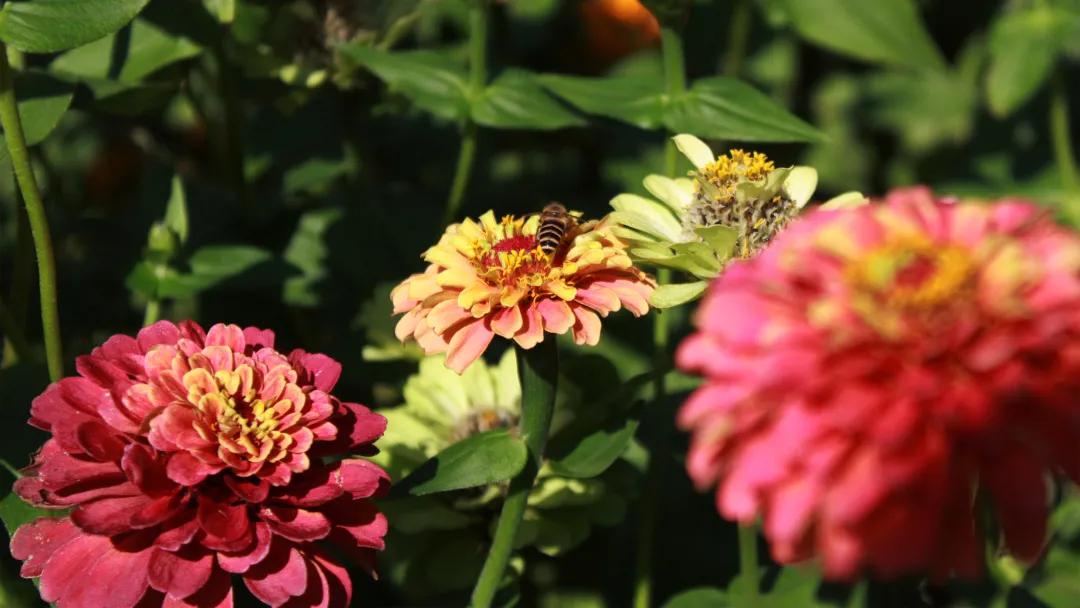 66万盆菊花东湖公园菊花展,东湖公园菊花展有哪些菊花
