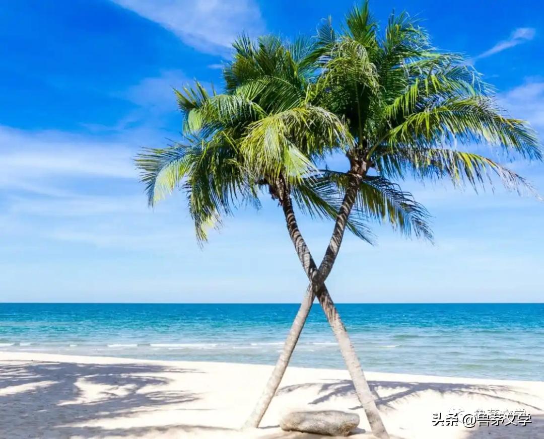 散文作家苏沧桑,冬酿散文