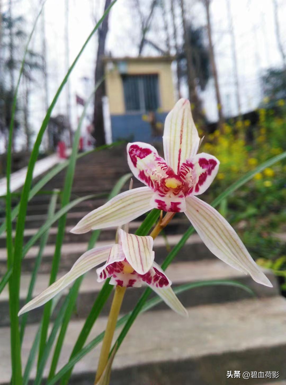 兰市低迷兔耳兰却一家独大,兰友要不要跟风投资?你需要明白五点