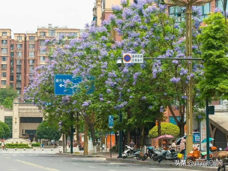 泸州蓝花楹打卡地,蓝花楹打卡点照片