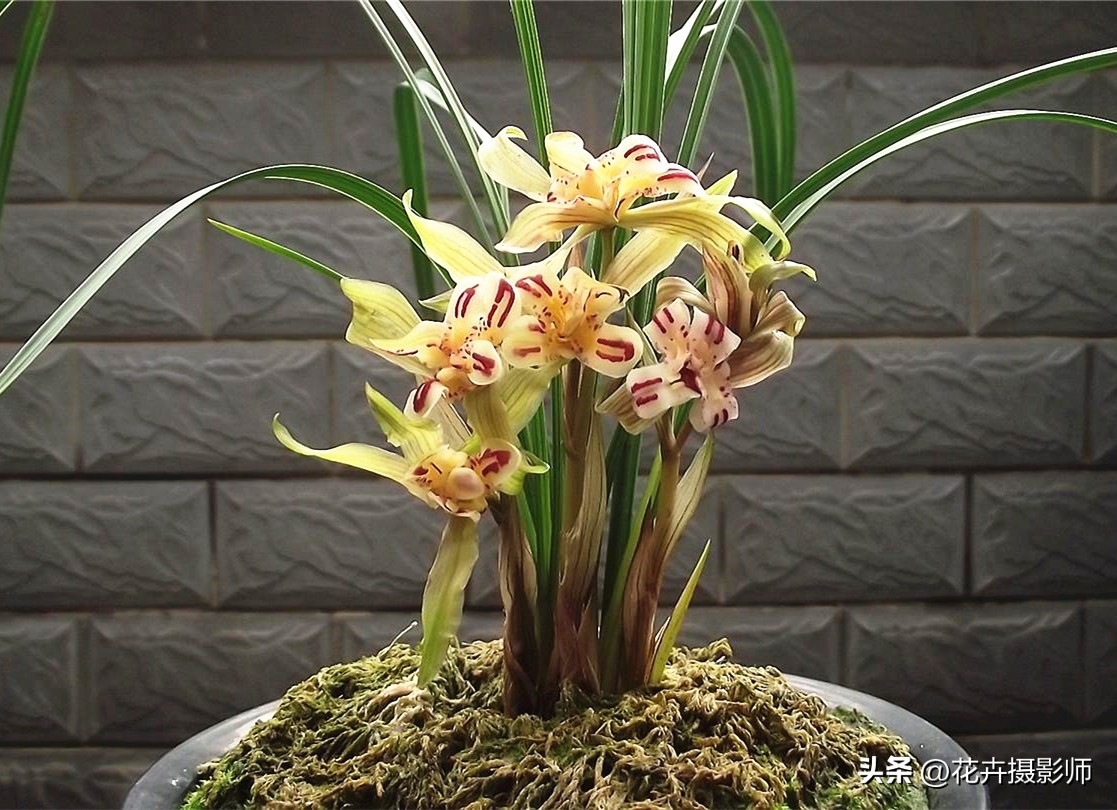 最高贵最好养的兰花,现在最值得入手的兰花