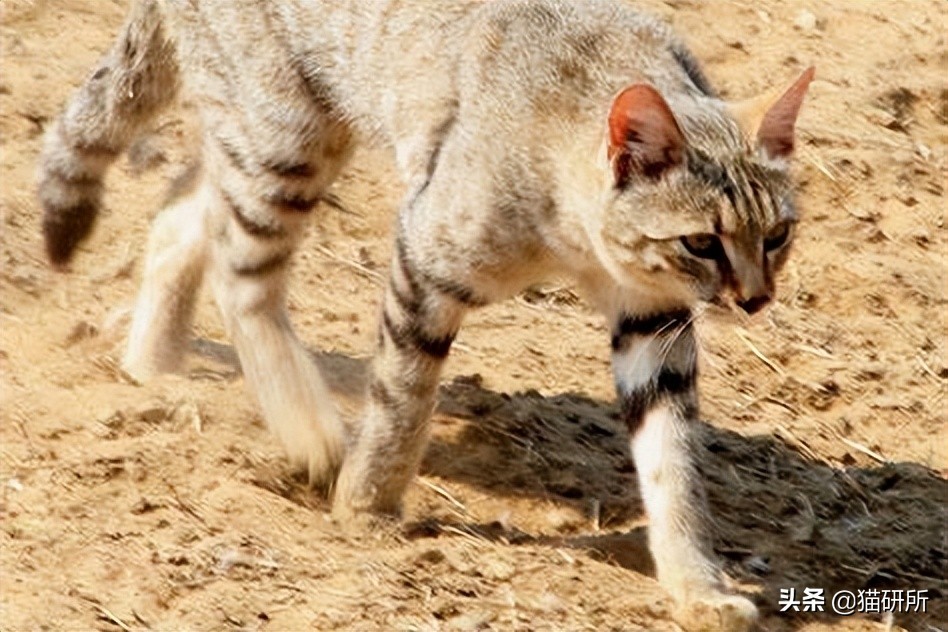 英短猫和美短哪个好养,英短跟美短猫咪