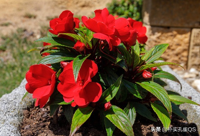 凤仙花指甲笔官方旗舰店,凤仙花歌曲