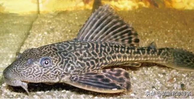 海底知识大全关于动物和植物,我们了解到了很多动物的知识