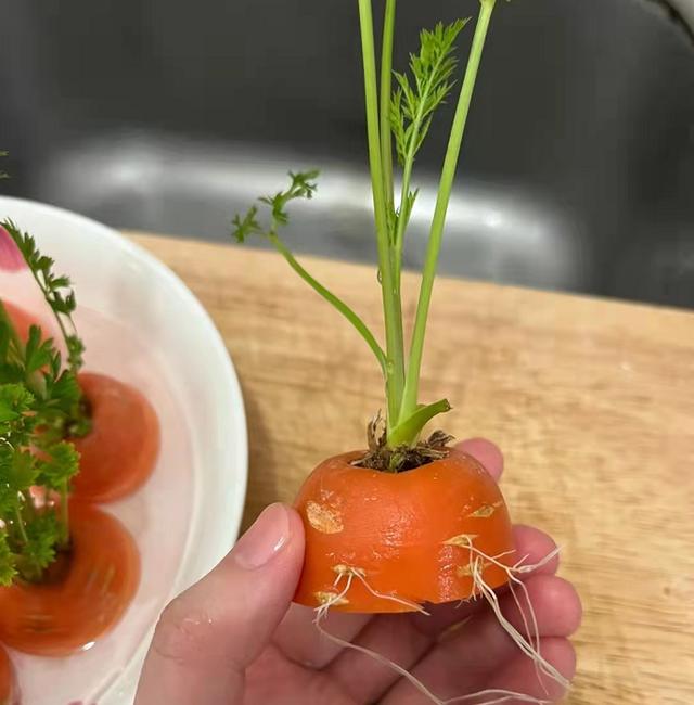 扔在水里就能活的绿植,类似绿萝扔水里就能活的植物