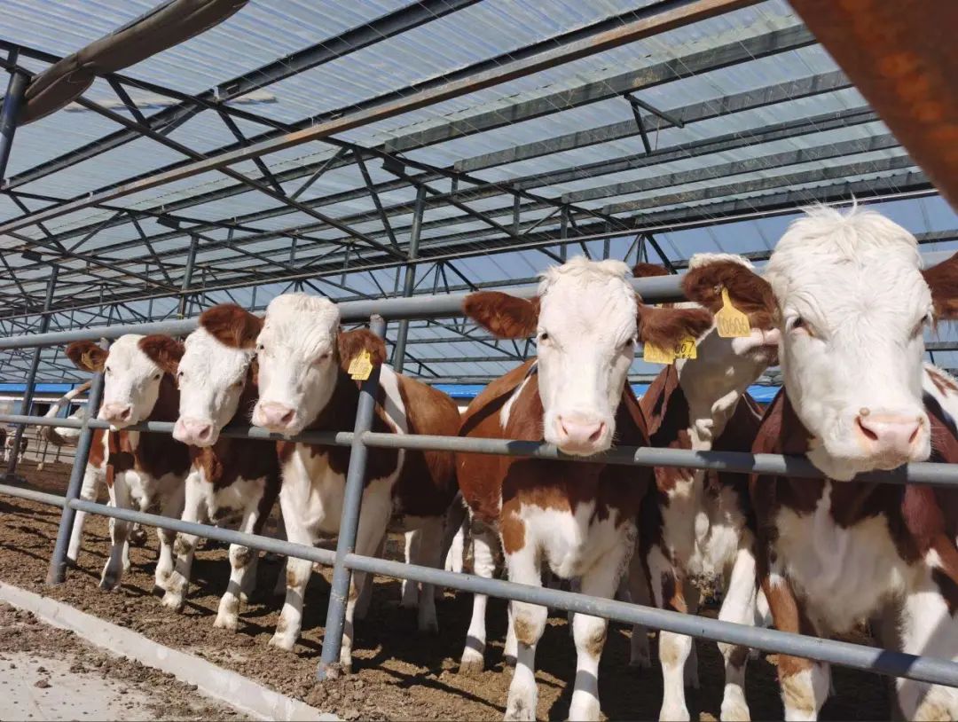 肉牛养殖方法和注意事项有哪些,肉牛养殖入门技巧和方法