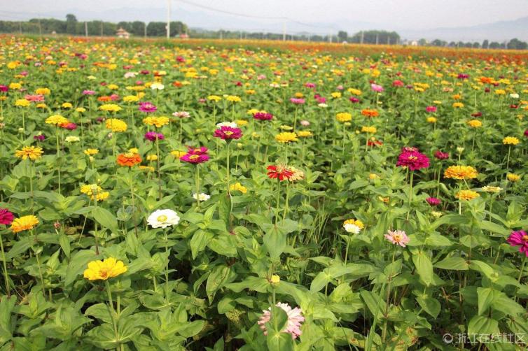 浙沪自驾旅游最佳路线攻略,苏沪杭自驾游玩攻略图