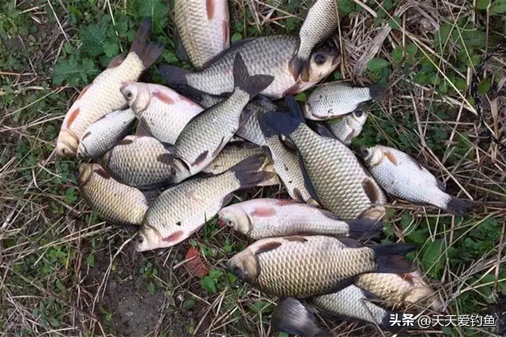 飞铅钓法适合什么鱼情,夏季飞铅钓法能钓到鲤鱼吗