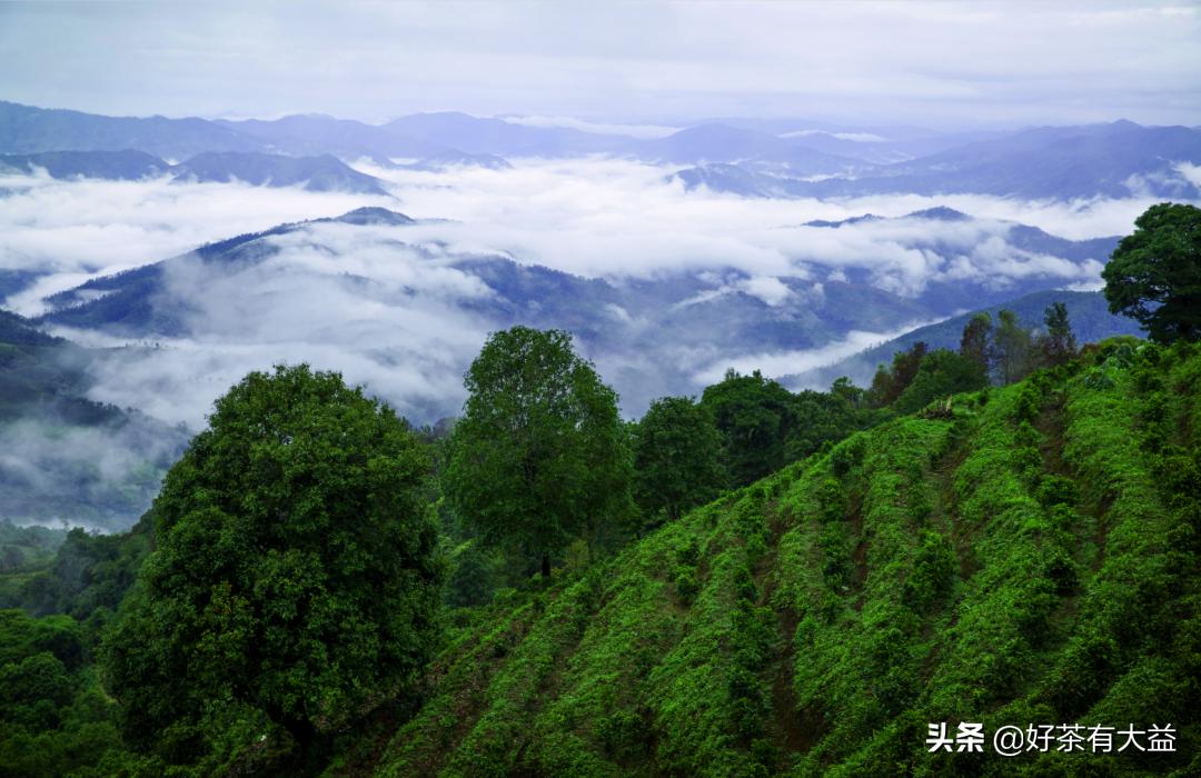 茶语春秋中国茶文化讲了什么,茶话春秋