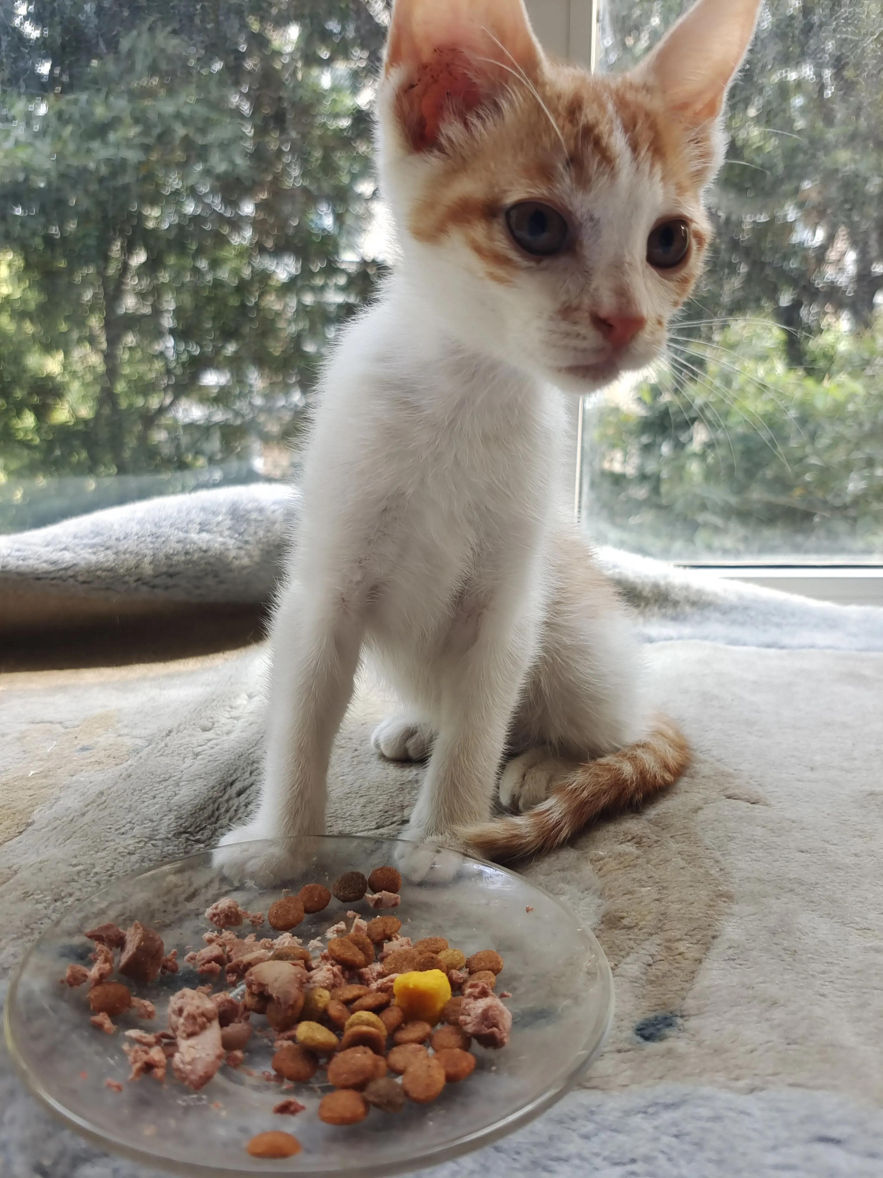 捡了一只小猫怎么养,又捡了一只小野猫怎么办