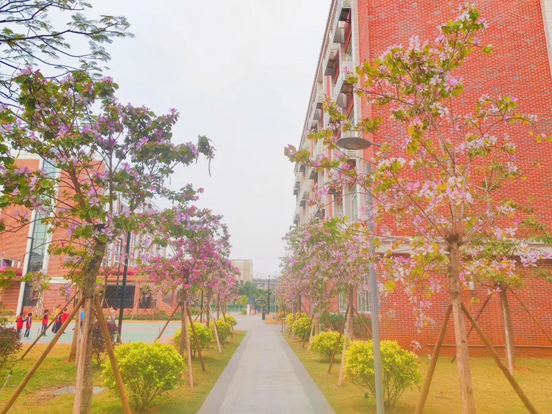 佛山民办初中扩招,桂城学校招生