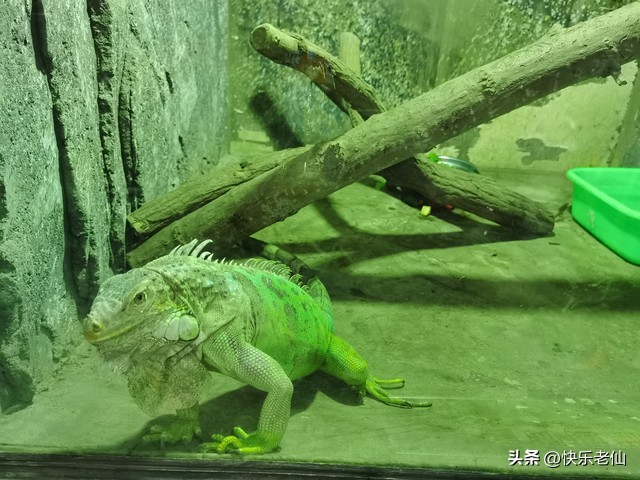 沈阳森林动物园缆车,自驾沈阳森林动物园