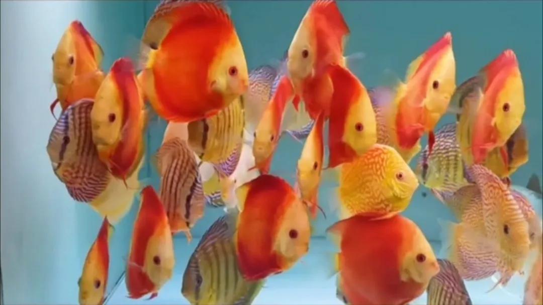 水族店开在哪里比较适合,水族店应该怎么说不会被坑