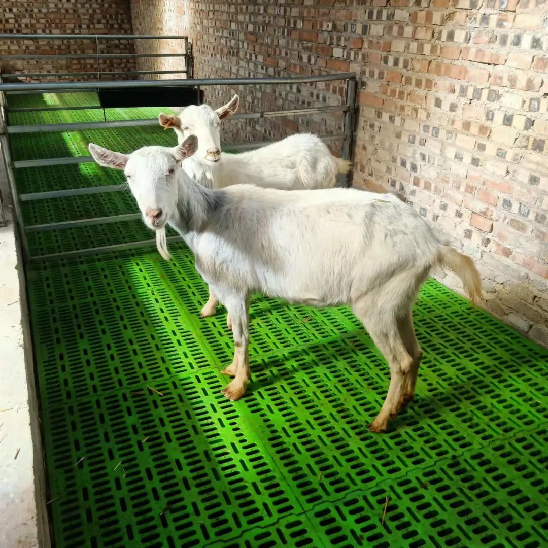 用竹子做的羊床能用几年,竹子养殖羊床制作方法