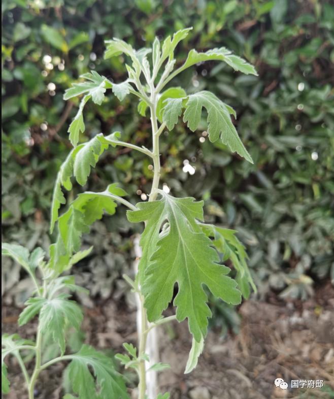 关于端午节艾草叶最经典的诗句,请找出几首端午节咏艾草诗
