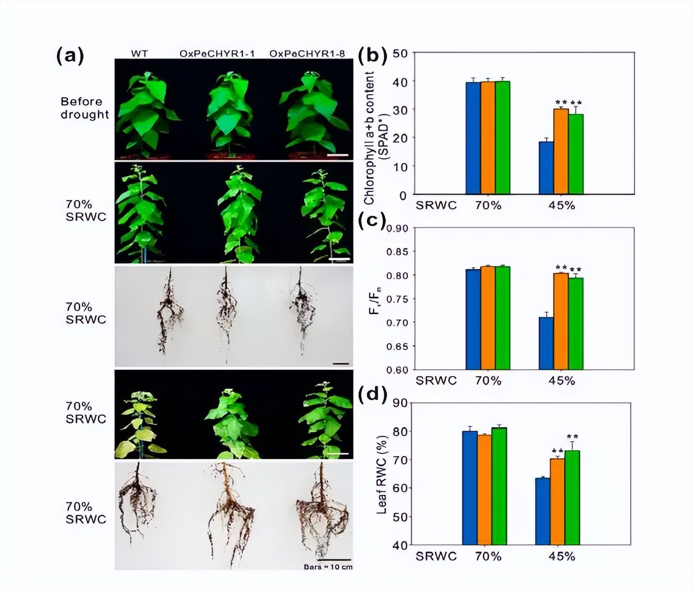 马铃薯种植与加工进展论文,马铃薯生产现状及发展趋势