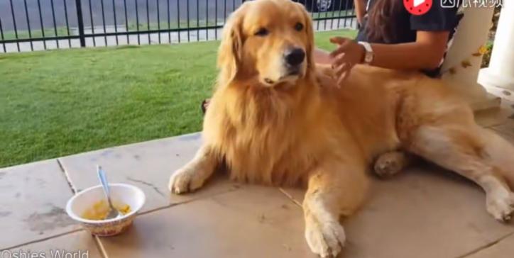 金毛肚子胀气排便困难怎么办,三个月的金毛要怎么训练定点排便