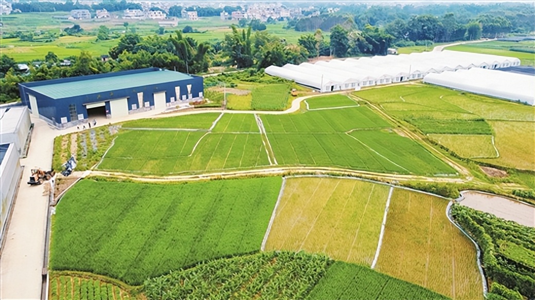 水稻产业发展与农民收入提升,水稻秸秆综合利用项目赚钱