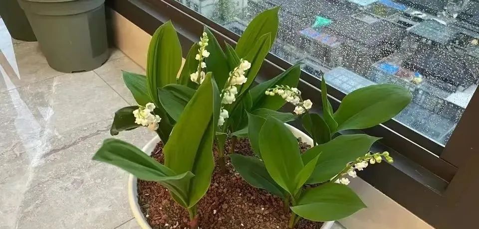 室内常年开花有益身体健康的花,适合睡觉房间养的花