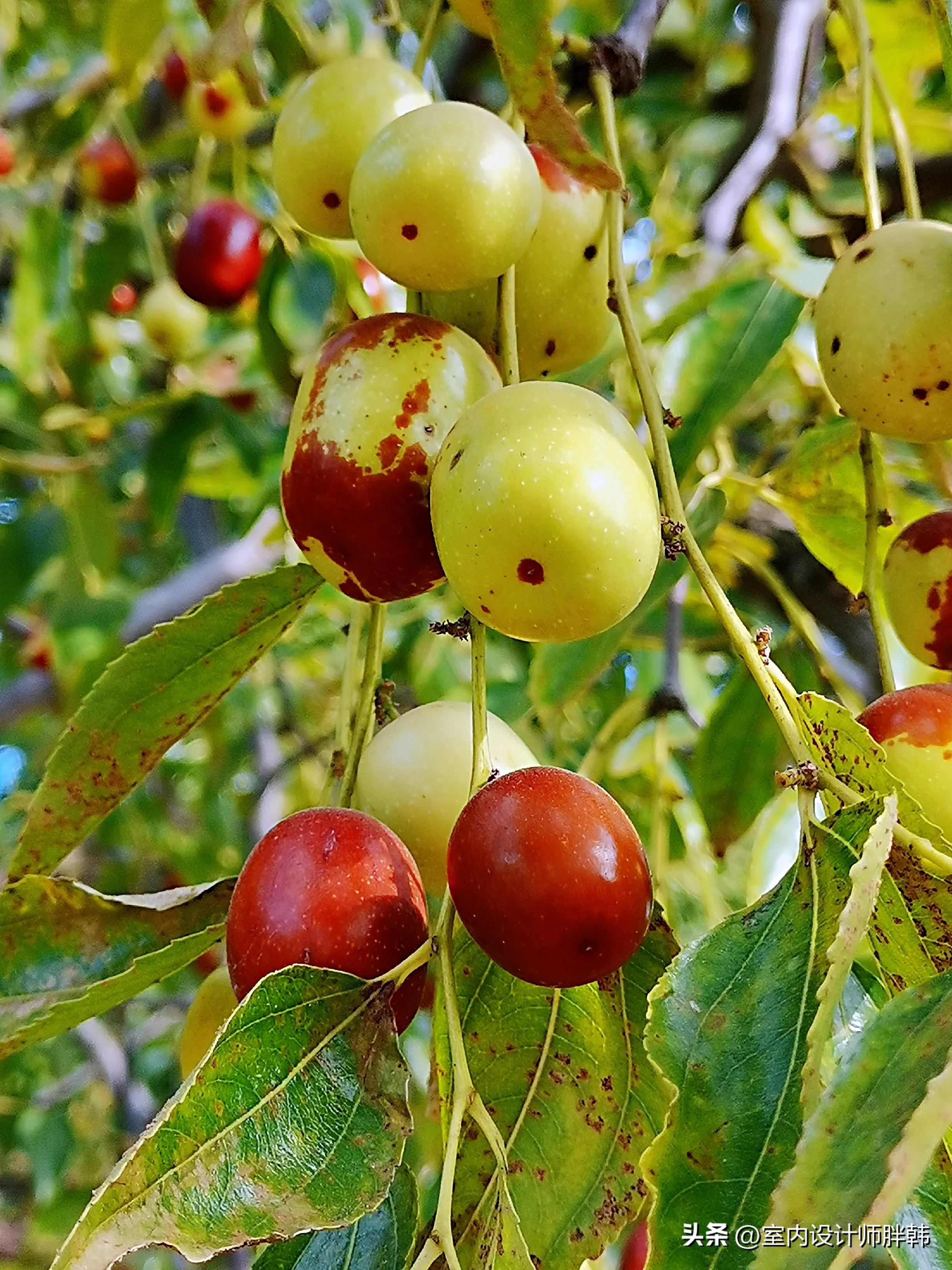 门前五树代表什么,五树进宅指的是哪五树