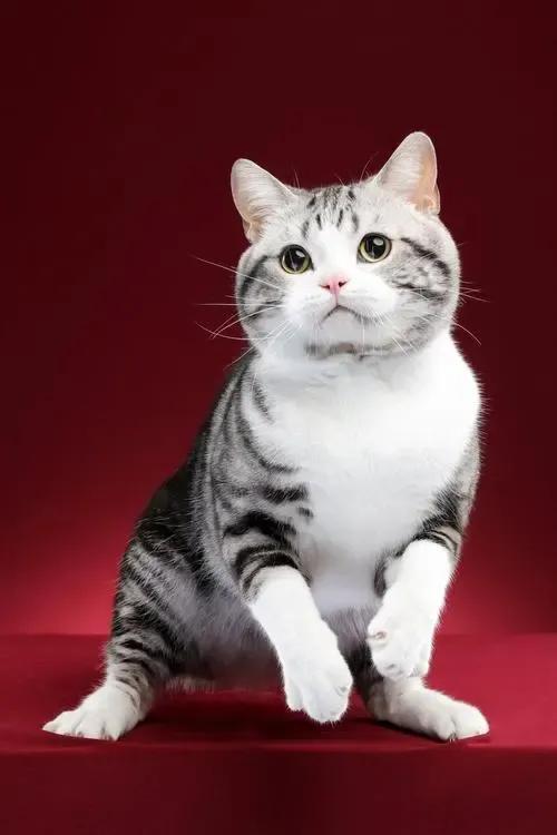 美短猫咪有几种品种,你了解的猫咪品种有几个