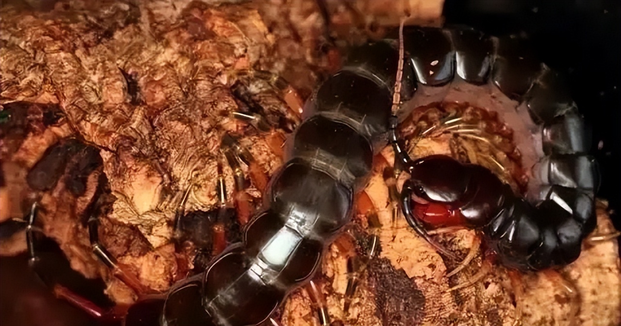 历史上最大的蜈蚣有多大,世界上蜈蚣最大有多少只脚