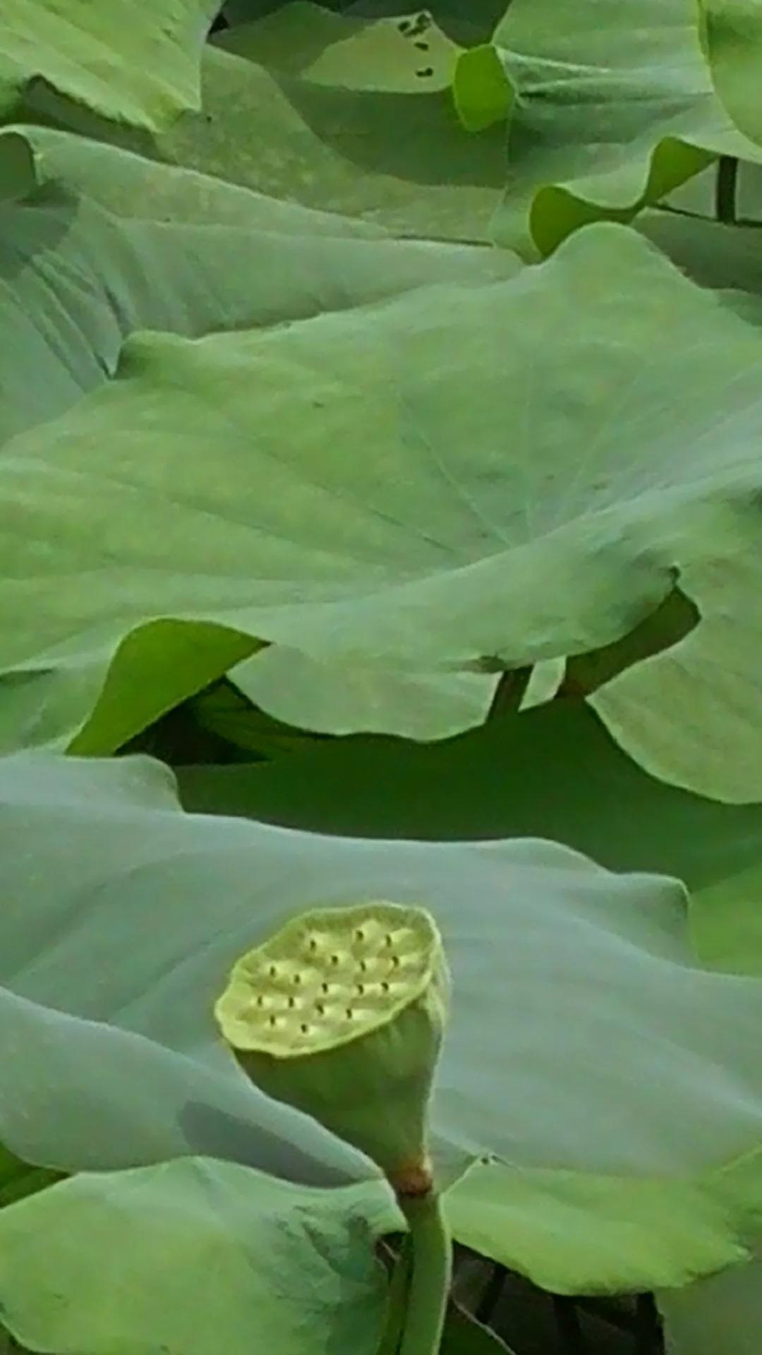 娇艳欲滴又清新雅致的荷花,娇羞迷人的荷花