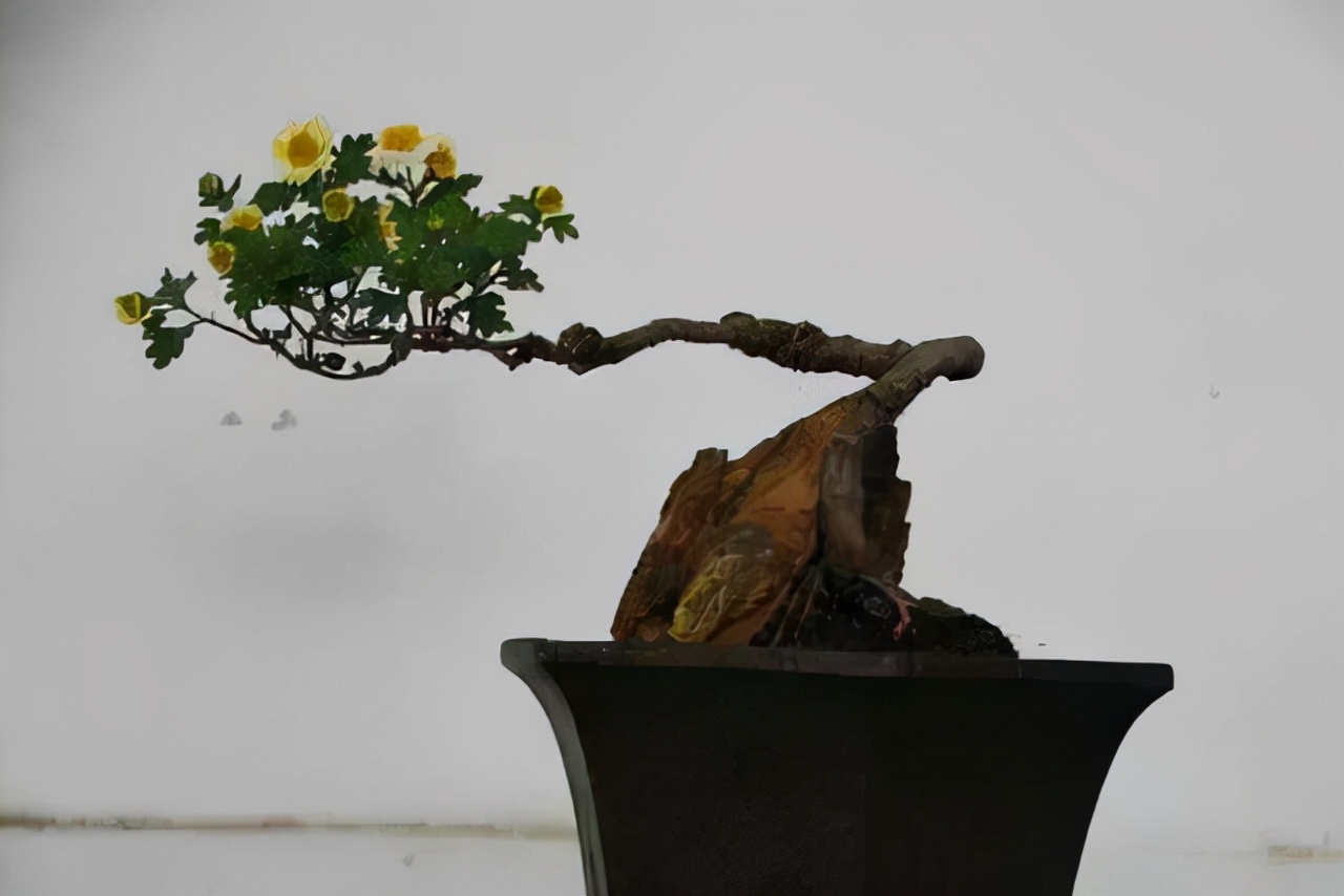 盆景造型类型有哪些,盆景造型种类