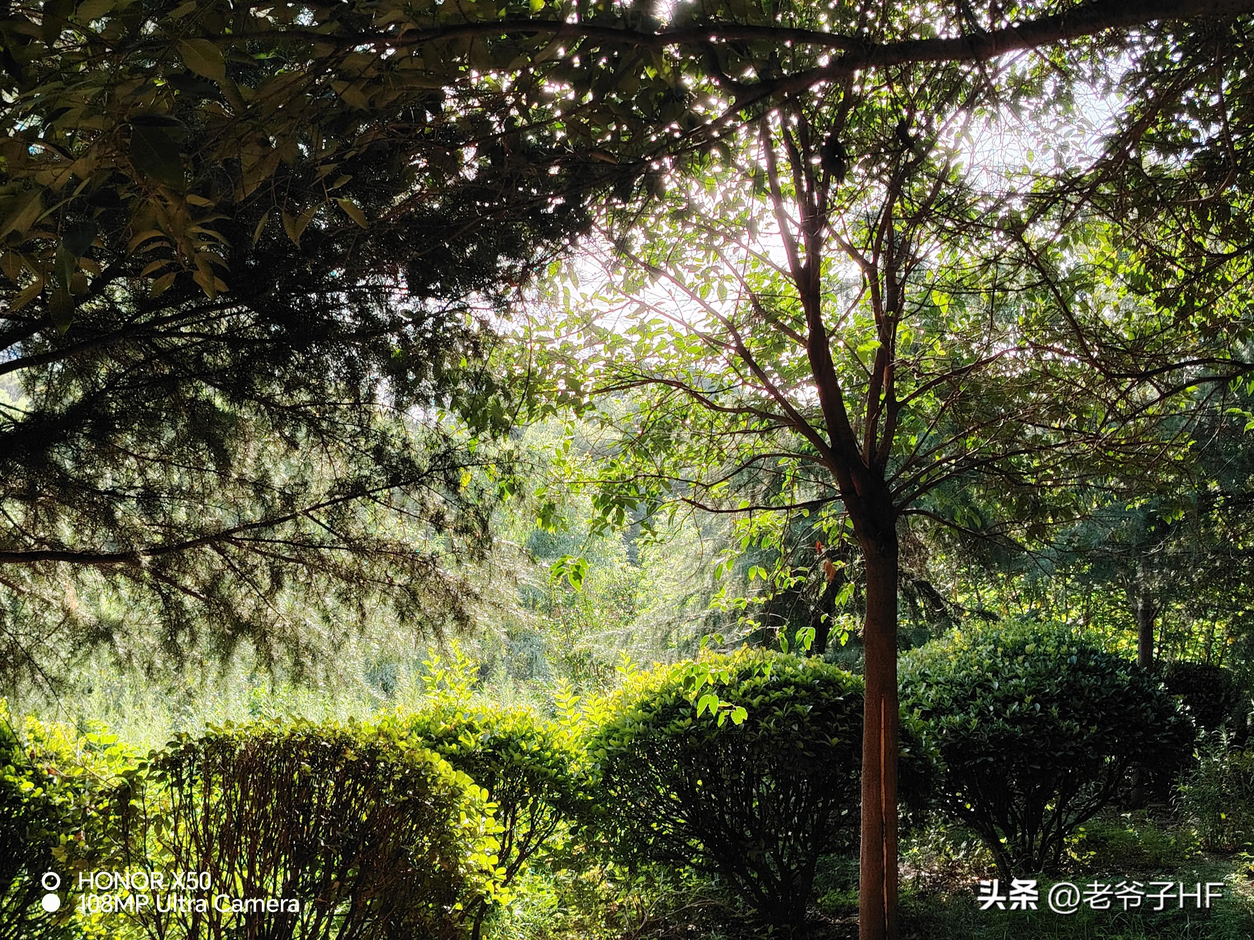 荣耀x50手机拍照测评,荣耀x50gt拍照评测