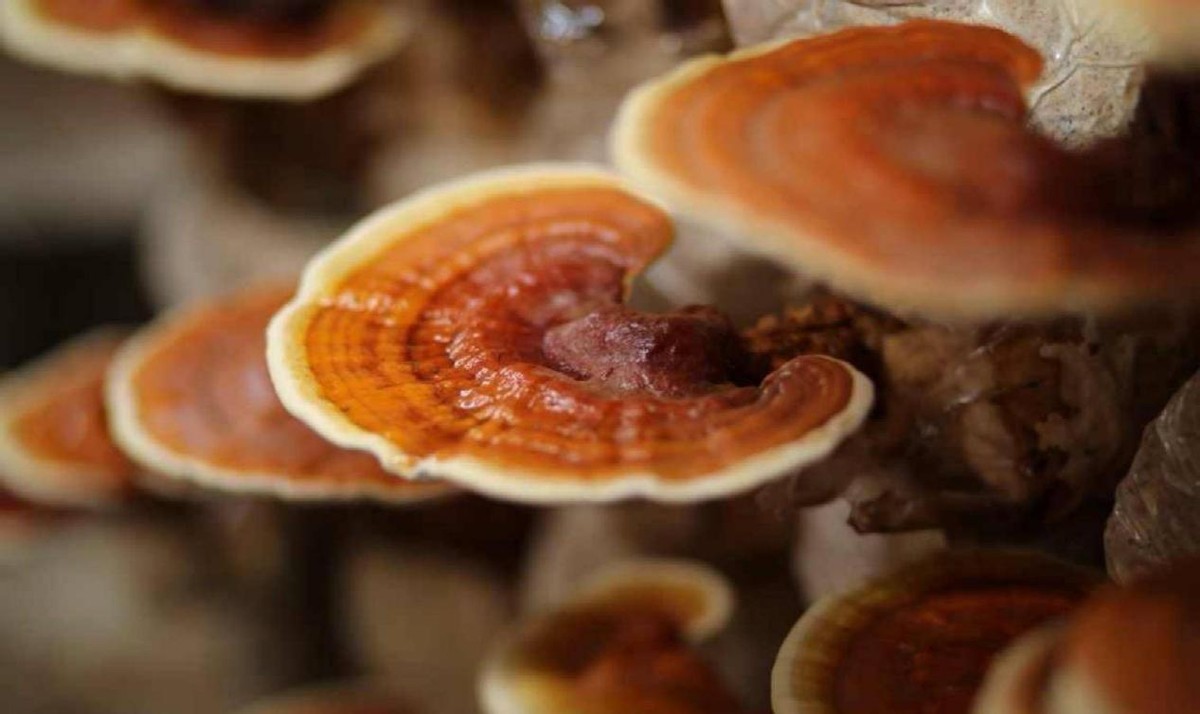 坟前生洞子孙穷啥意思,古人说生男生女是祖坟积德