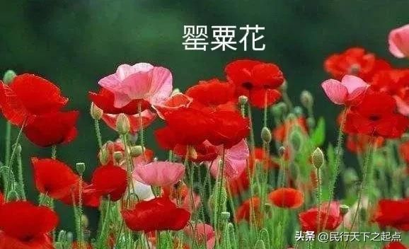 柳州现冥界之花水晶兰,四川现冥界之花水晶兰