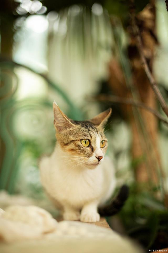 猫咪子宫蓄脓会死吗,猫咪子宫蓄脓是什么症状