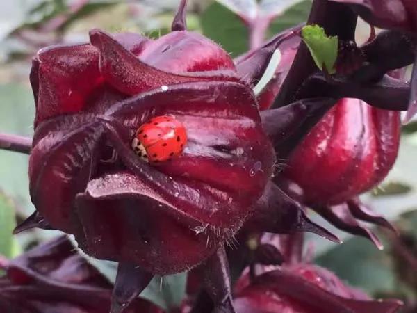 100多种罕见水果欣赏,100种罕见水果名字