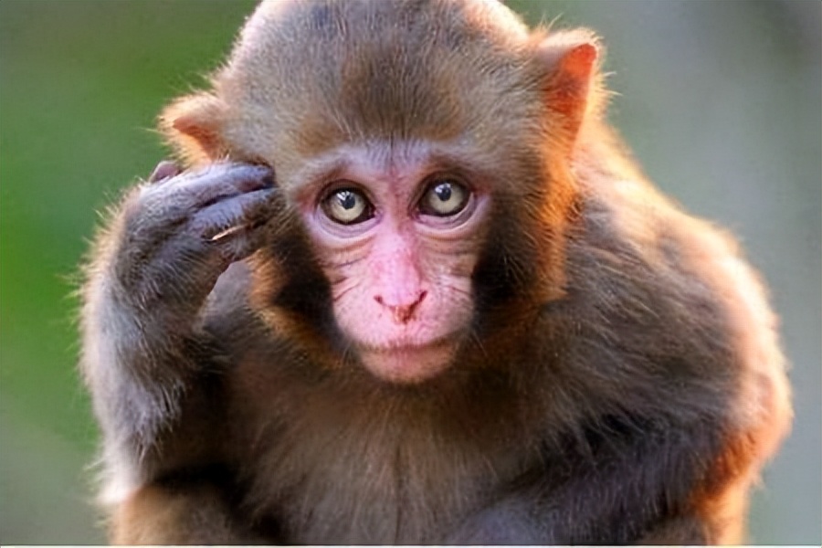 十大最无法想象的黑暗料理,中国各种顶级黑暗料理