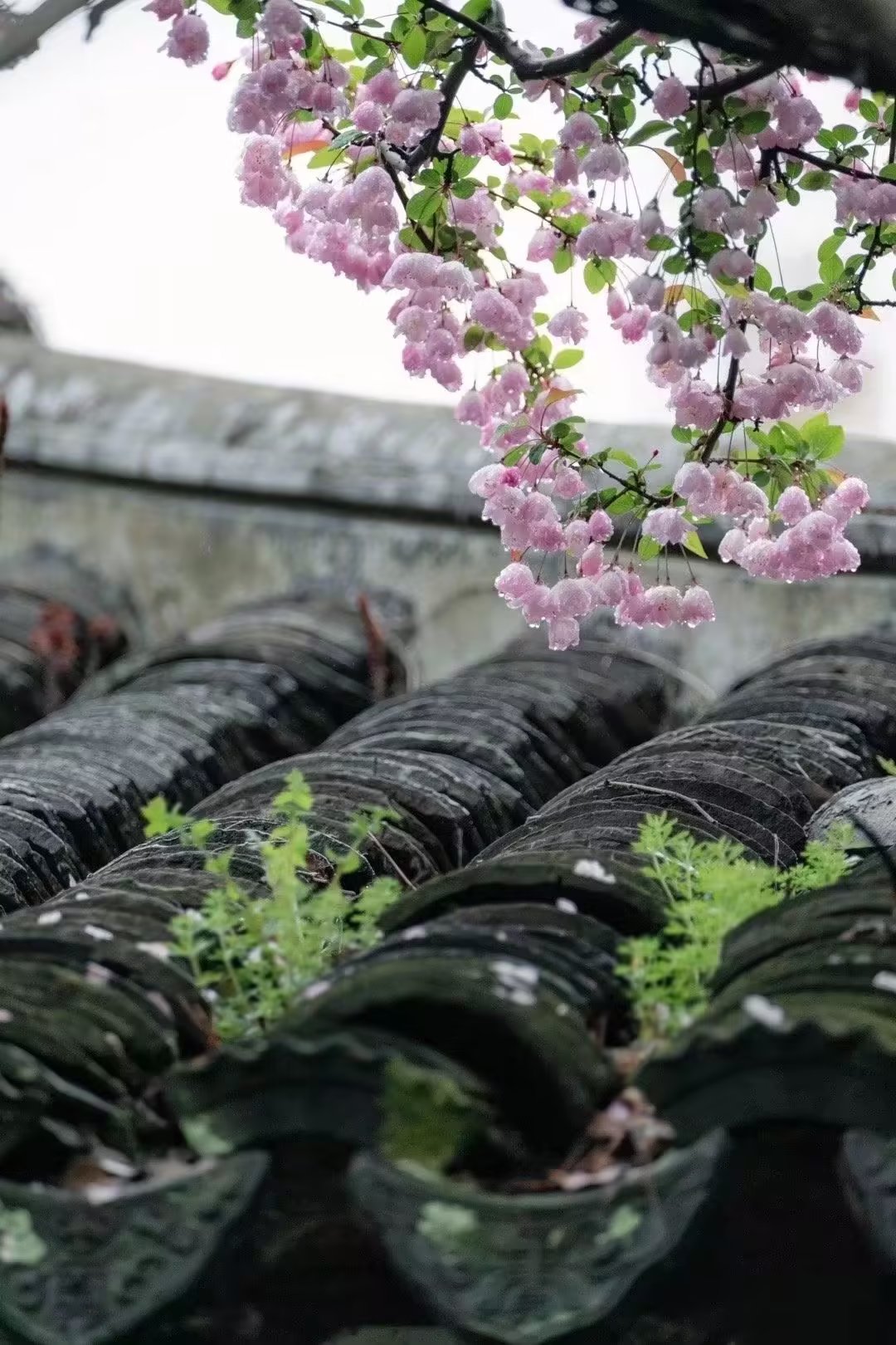 健康开心的活着是人生的最美境界,健康的活着适当的忙着开心的活着