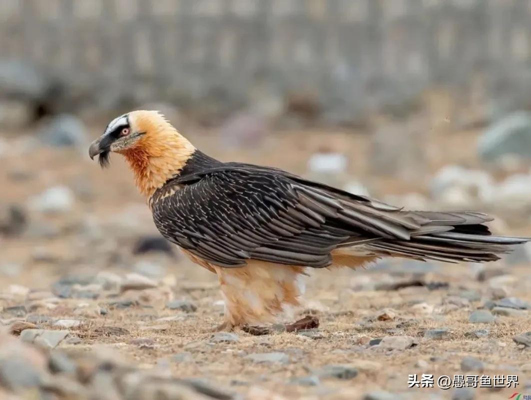 青海湟鱼那么多为什么要保护,救命的青海湖湟鱼