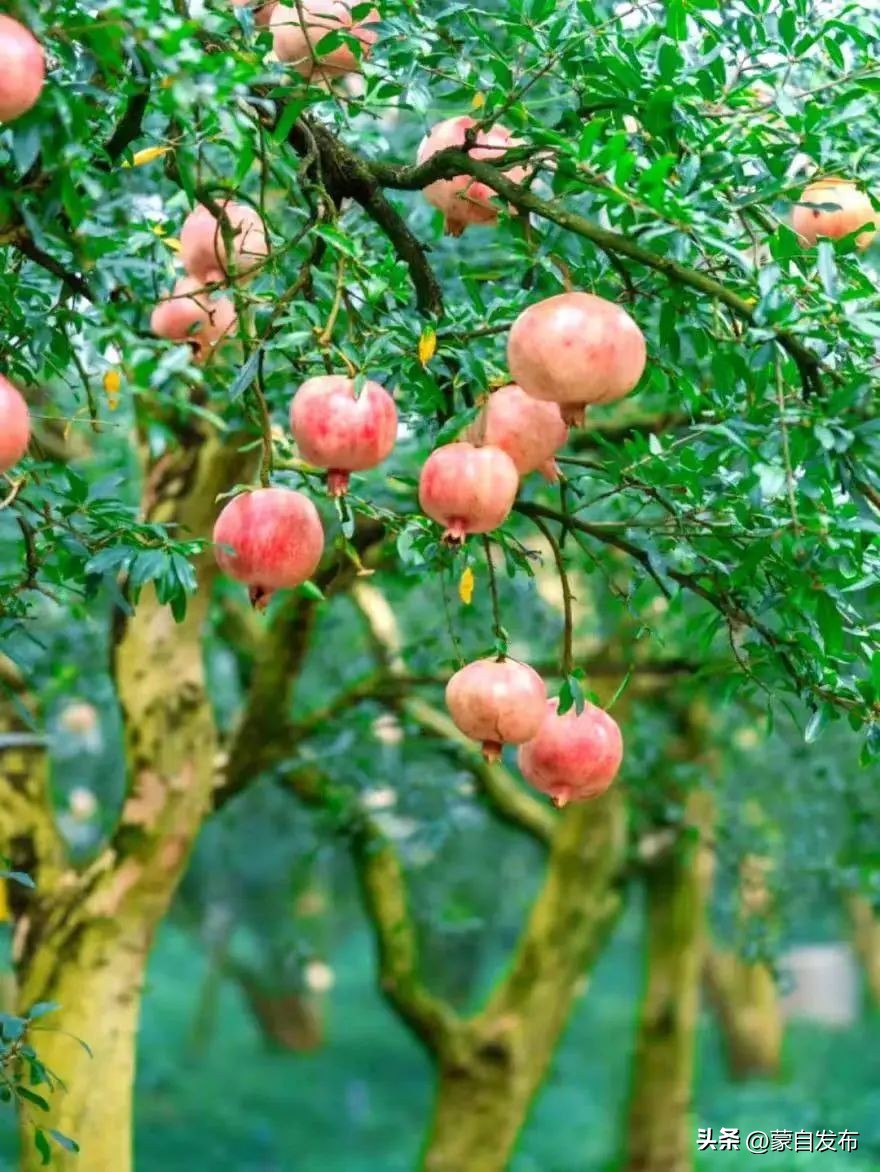 蒙自绿籽石榴好吃吗,蒙自石榴好吃还是突尼斯软籽好吃