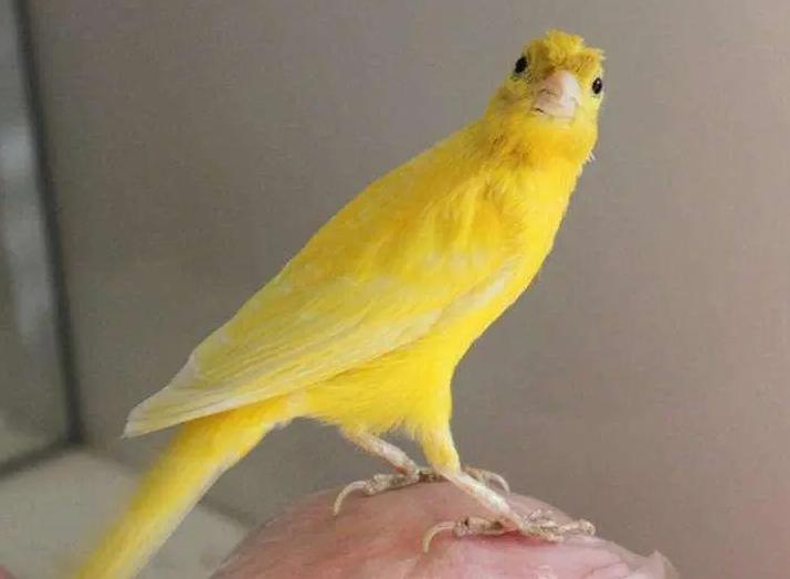 养哪种鸟可以赚钱,现在养什么鸟最赚钱还能繁殖