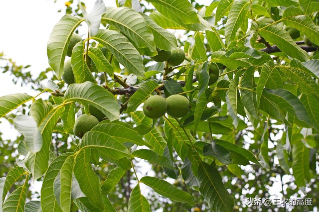 核桃的病虫害防治打什么药,核桃病虫害怎么防治