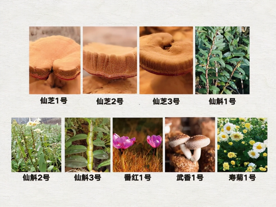 寿仙谷入选“农业产业化国家重点龙头企业”名单